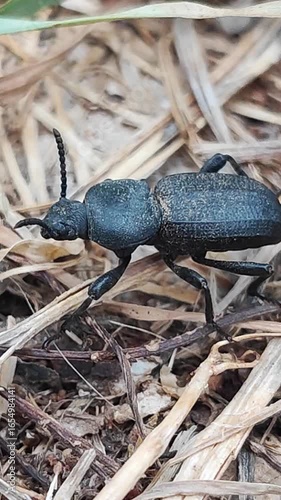 Scaurus uncinus. Escarabajo tenebriónido. Escarabajo tobillos hinchados. 