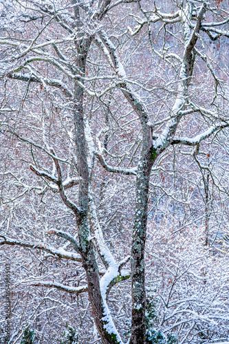 Winter landscape with snow on the trees