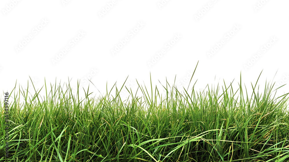 Fototapeta premium Lush Green Grass on Transparent Background Creating a Natural and Fresh Aesthetic for Design Projects
