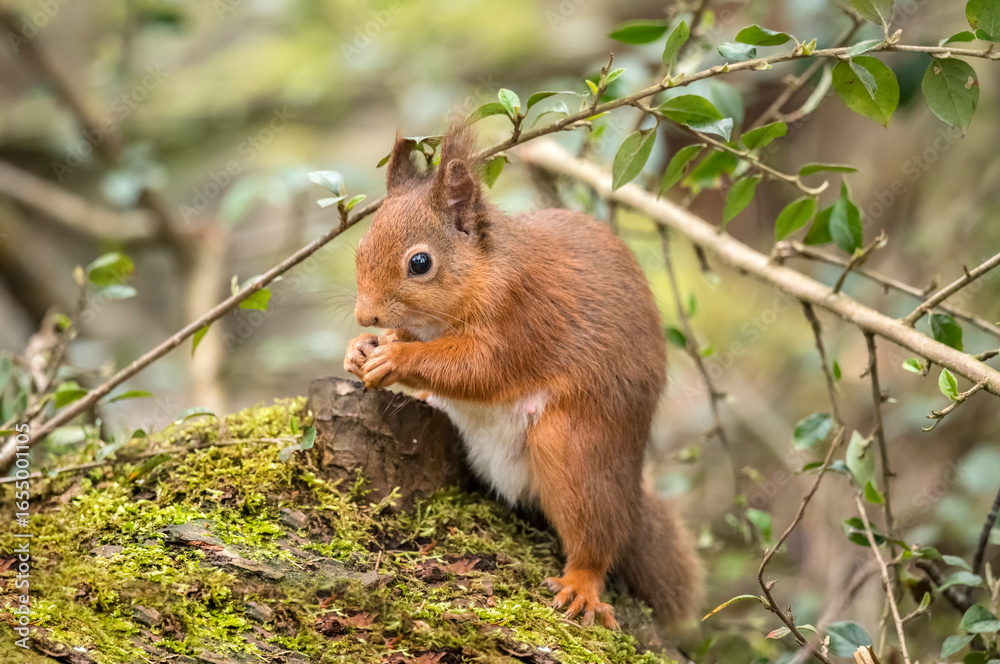 Fototapeta premium Red Squirrel in a forest, close up