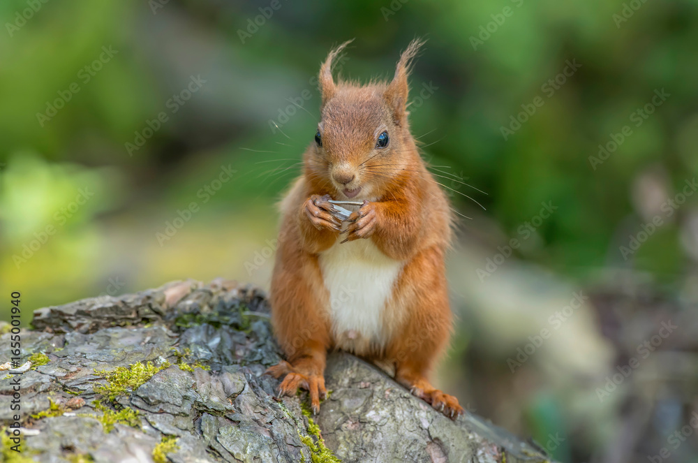 Obraz premium Red Squirrel on a tree trunk in a forest, close up