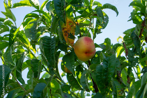 pomegranate on tree