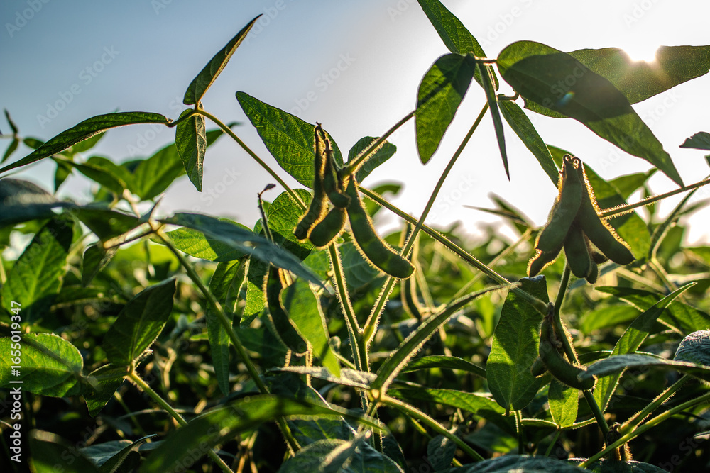 Obraz premium Soybean field under the sun