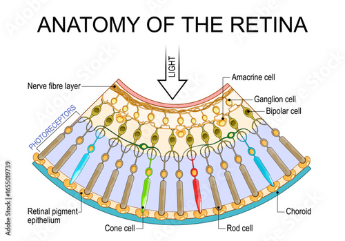 Anatomy of the retina. Photoreceptors: Cone and Rod cells. Cross section of the human eye