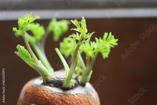 fresh leaf of carrot