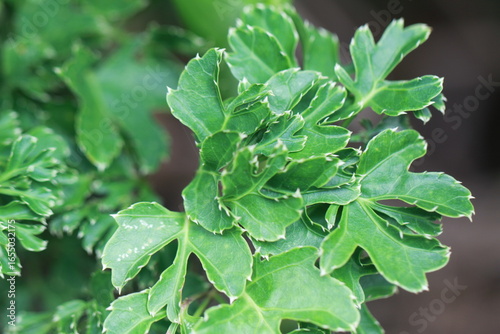 close up of green leaves