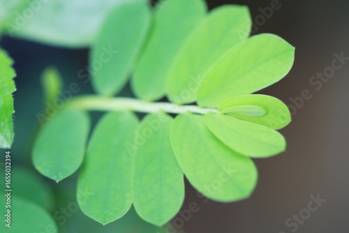four leaf clover background