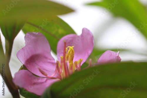 purple crocus flowers in spring