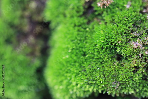 close up of green moss