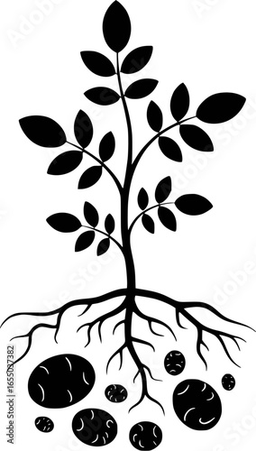 Black silhouette of a potato plant with roots and tubers agriculture
