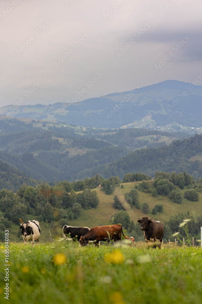 Fototapeta premium cows in the mountains