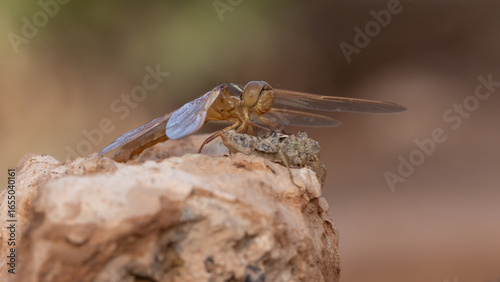 An orange dragonfly has just finished its last molt and sits next to its larval exoskeleton while waiting on a rock for its wings to fully expand before taking its first flight. 