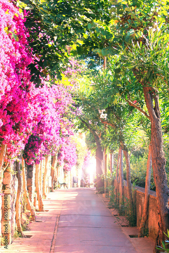 Beautiful narrow stone alley with bright light ahead and with tropical plants and bright red flowers in summer at resort of Italy in Europe, Island of Capri