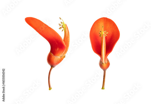Erythrina crista-galli flower isolated on white background