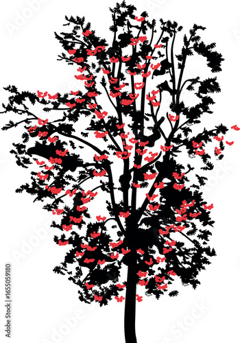 Black silhouette of rowan tree (Sorbus aucuparia) with many red berries in crown isolated on white background
