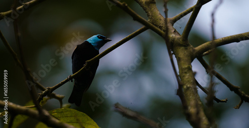 Tangara cabeciazul