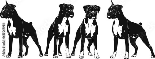 Boxer dog breed silhouettes, muscular standing pose, cropped ears, docked tails, strong alert stance, canine pet illustration, purebred animal artwork