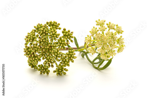 Sea fennel or Rock Samphire twig isolated on white background. Crithmum maritimum