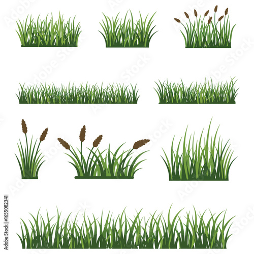 Various types of green grass and cattails on white background