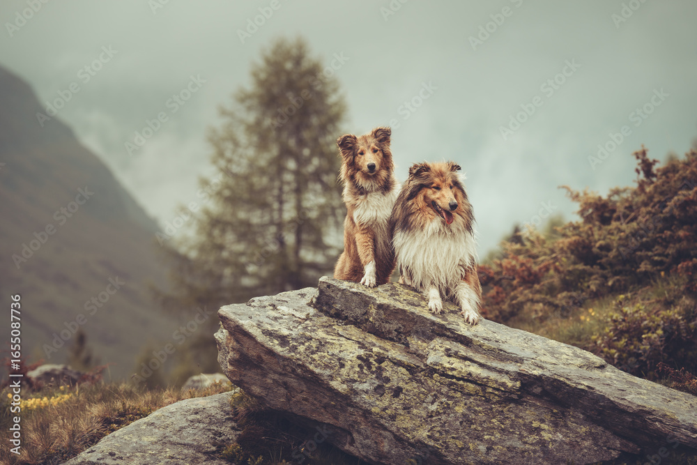 Fototapeta premium 2 rough Collies sable stehen und sitzen in den Bergen von Südtirol Texelgruppe Var. 8