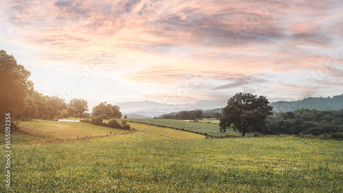 Fotografie Scenic countryside landscape with green fields, rolling hills, scattered trees a