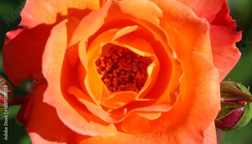 A vibrant close-up of an orange rose, showcasing its intricate details and soft, curved petals.