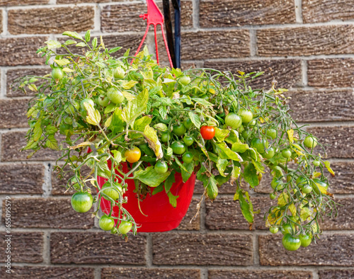 Tomatoes ripening in red hanging basket against a brick wall.