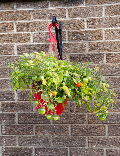 Tomatoes ripening in red hanging basket against a brick wall.