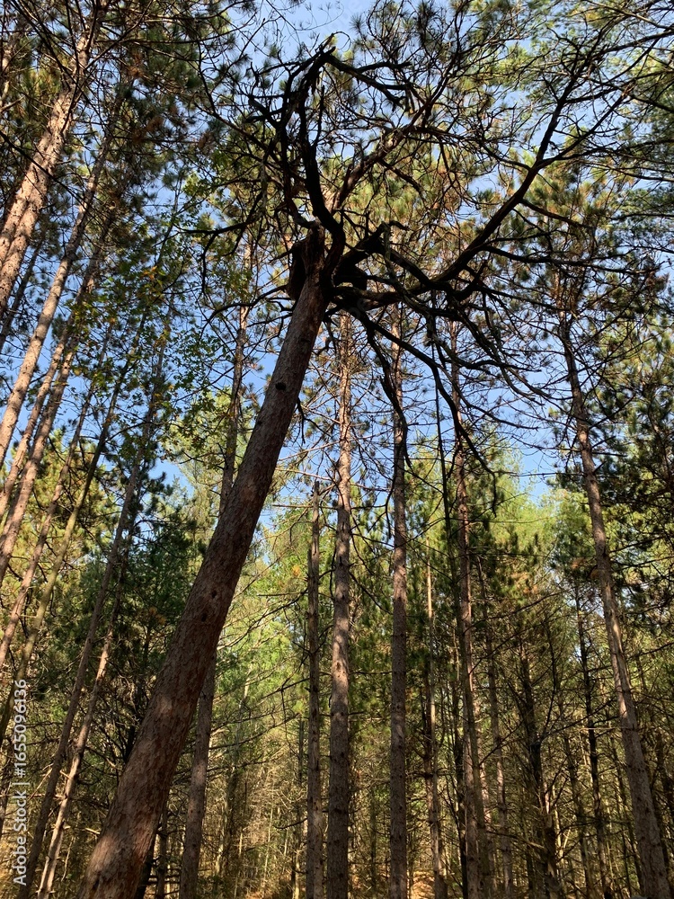 Fototapeta premium forest in autumn