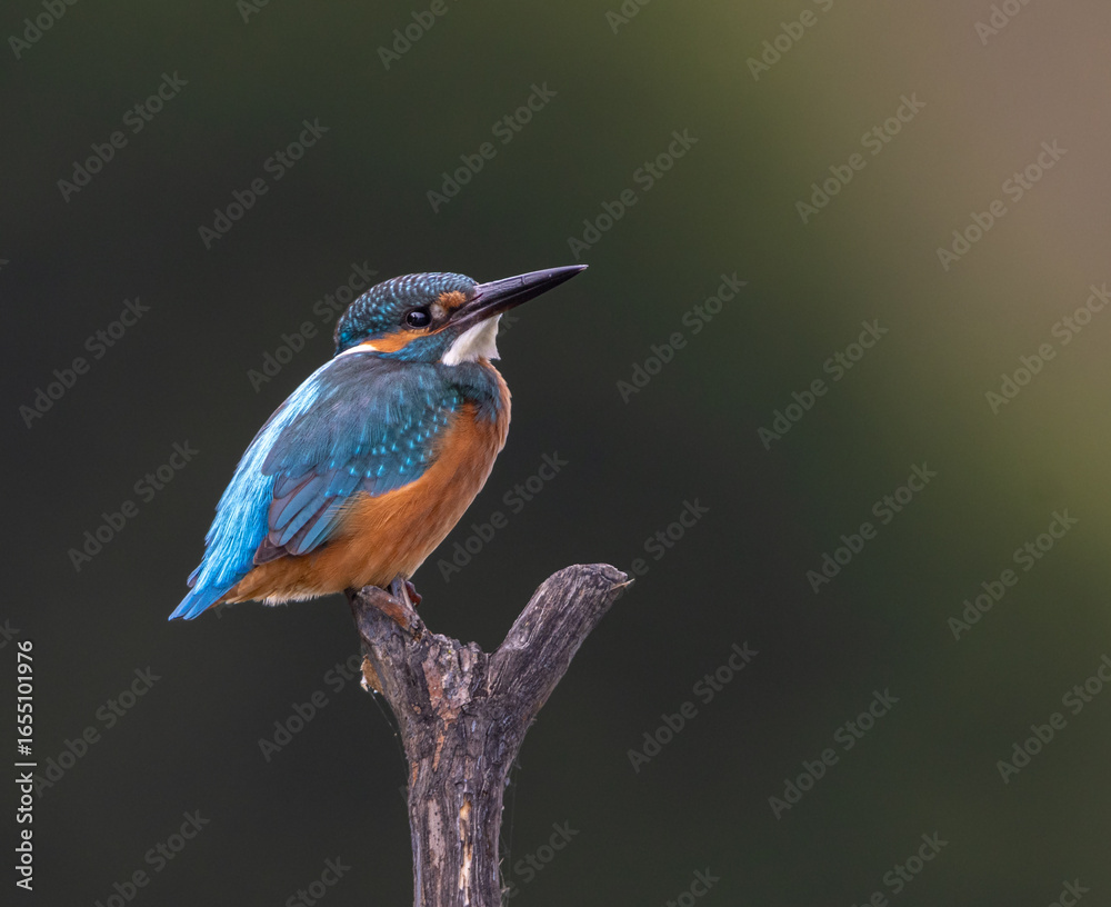 Fototapeta premium Common kingfisher perched on dry branch