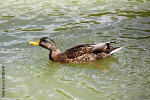 Mallard duck swimming in water. Female duck on a lake in sunny day