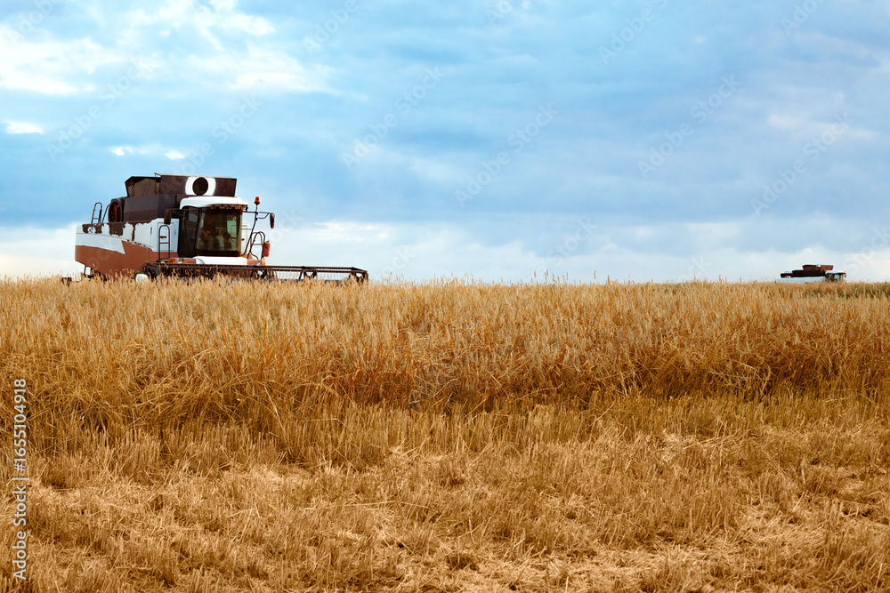 Naklejka premium grain harvesting, combines in a wheat field, Russia, Volgograd region, July 31, 2025