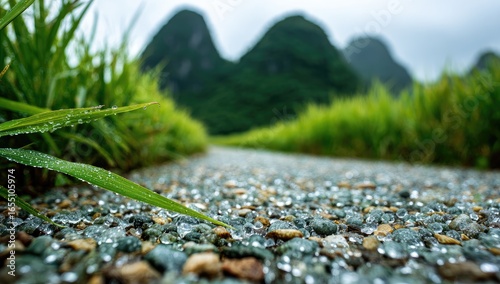 Path through dewy rice paddy, mountains beyond