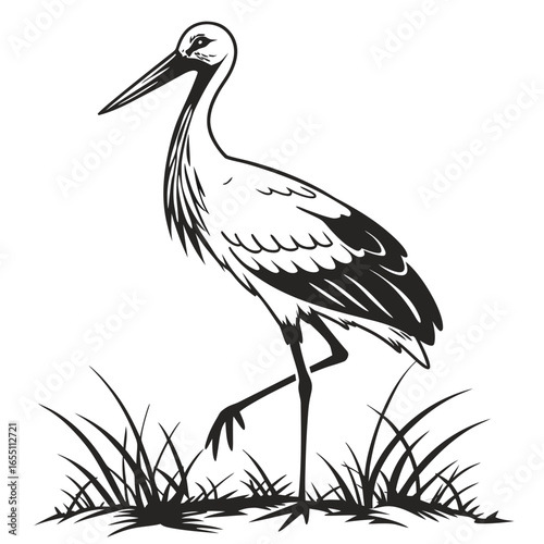 Elegant Black and White Stork Illustration, Standing in Grass, Wildlife Nature Design