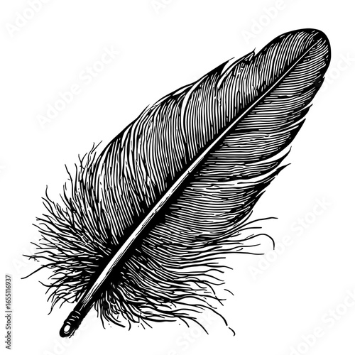 feather isolated on white background