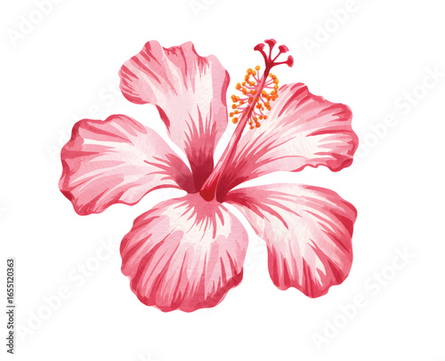 Tropical red hibiscus blossom. Exotic hibiscus flower painting in soft pastel tones.
