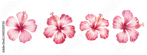 Tropical red hibiscus blossom. Exotic hibiscus flower painting in soft pastel tones.
