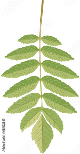 Green leaf of rowan (Sorbus aucuparia) isolated on white background