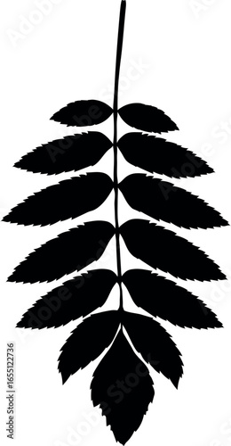 Black silhouette of leaf of rowan (Sorbus aucuparia) isolated on white background