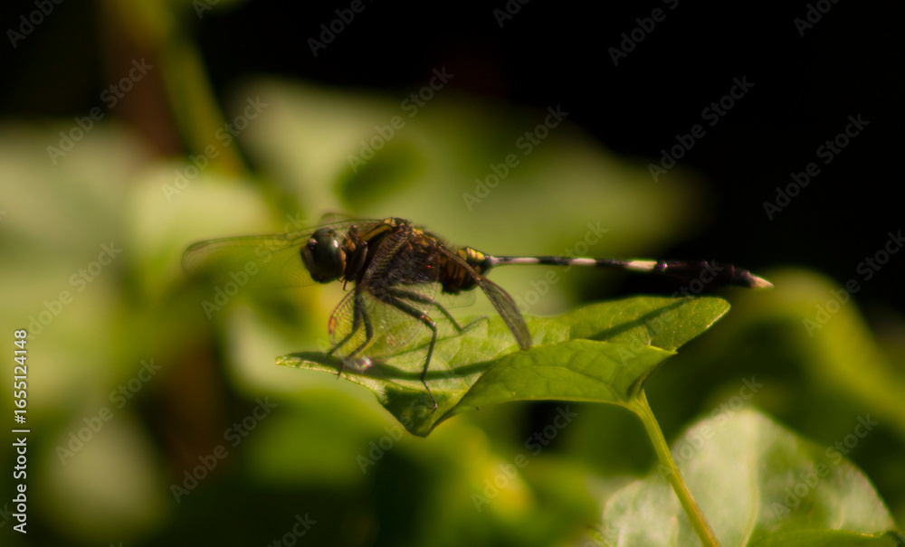 Fototapeta premium dragonfly on a leaf