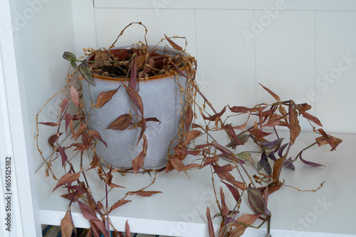 Fading Beauty – Withered Houseplant Symbolizing Neglect and Time (Tradescantia zebrina - Inchplant)