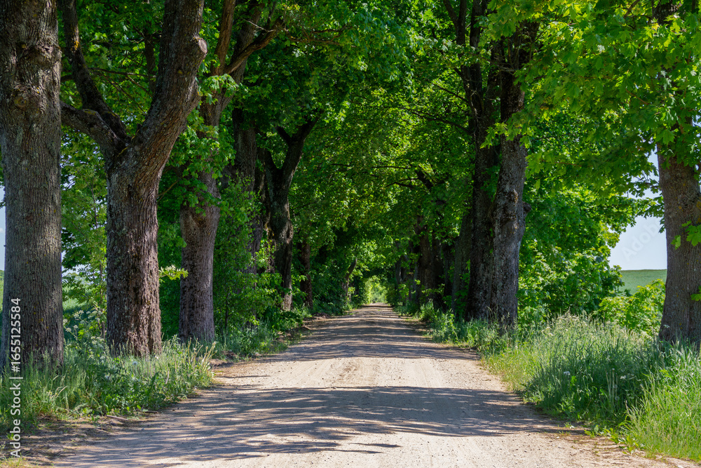 Fototapeta premium Tree-Lined Country Road on Sunny Day