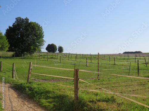 vineyard in tuscany