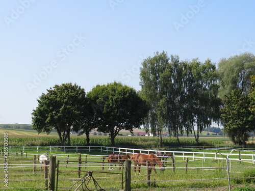cows in a field