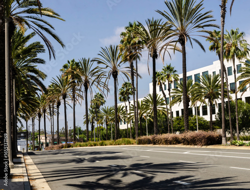 California, Playa Vista Palm trees along sunny city street with modern office building, tropical urban landscape summer travel destination