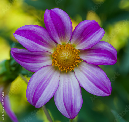 Beautiful close-up of a bicolor dahlia