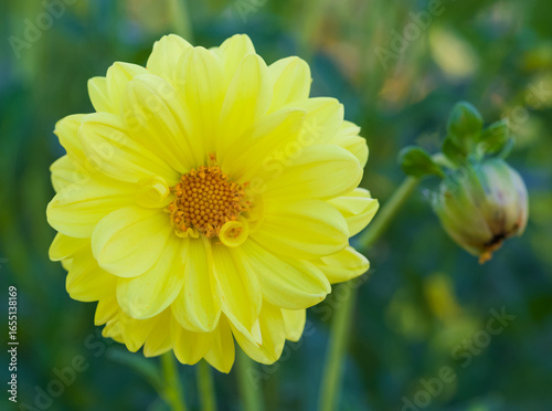 Beautiful close-up of a dahlia flower