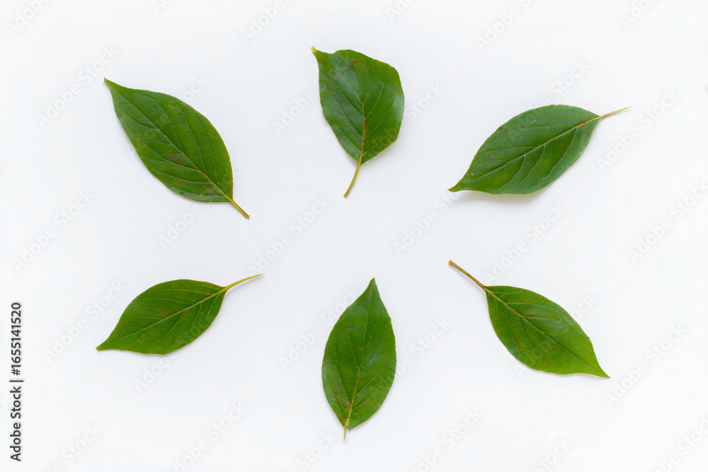 Fototapeta premium a circle of green leaves arranged in a circle