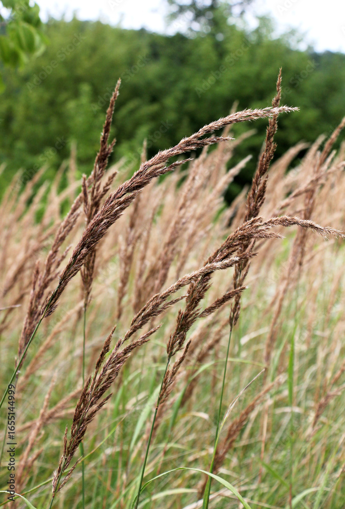 Fototapeta premium Calamagrostis epigejos grows in the wild.