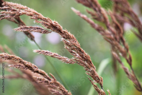 Calamagrostis epigejos grows in the wild.